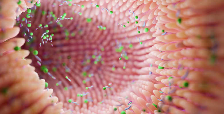 Metabólitos microbianos intestinais como potencial via terapêutica para tratar a obesidade