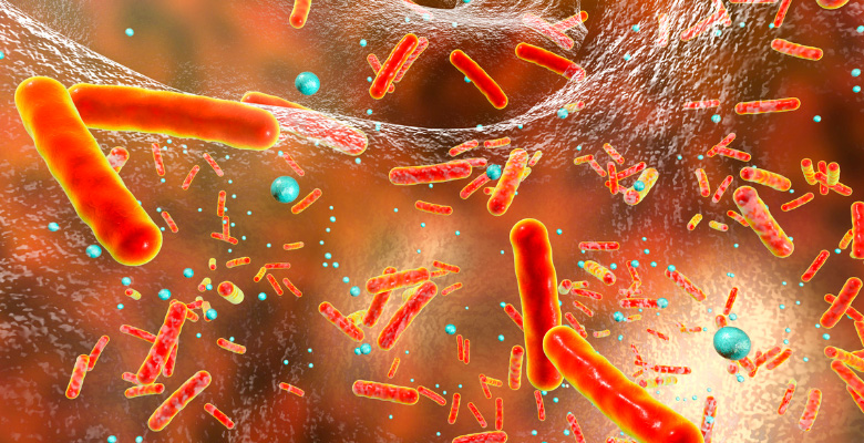 Bactérias intestinais podem potenciar a melhoria da força muscular