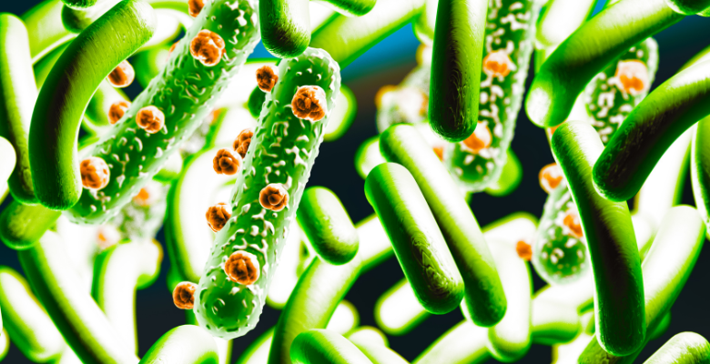 Novo metabólito microbiano mostra potencial terapêutico contra lesão hepática