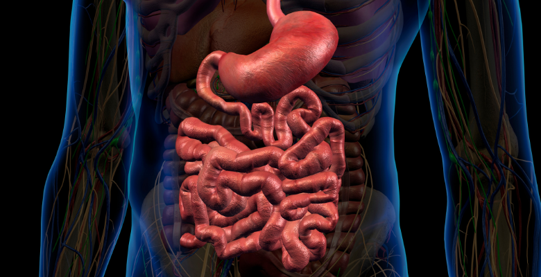 Neurónios do intestino regulam respostas imunitárias, sugere estudo da FC
